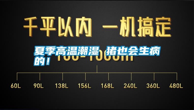 夏季高溫潮濕 豬也會生病的！