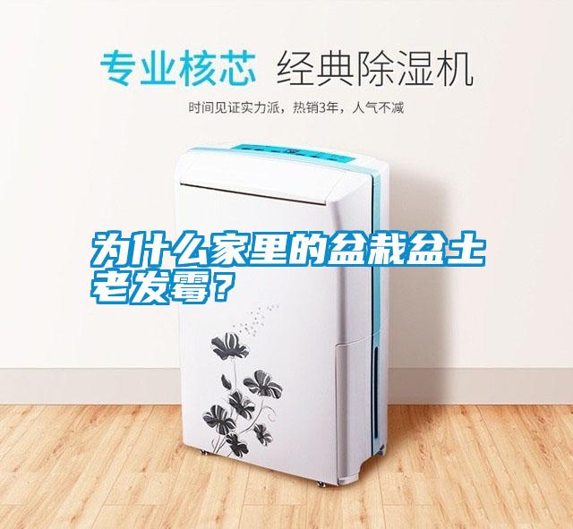 為什么家里的盆栽盆土老發霉？