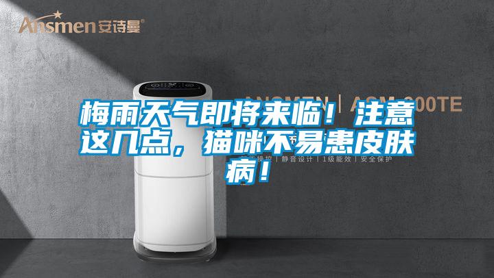梅雨天氣即將來(lái)臨！注意這幾點(diǎn)，貓咪不易患皮膚病！