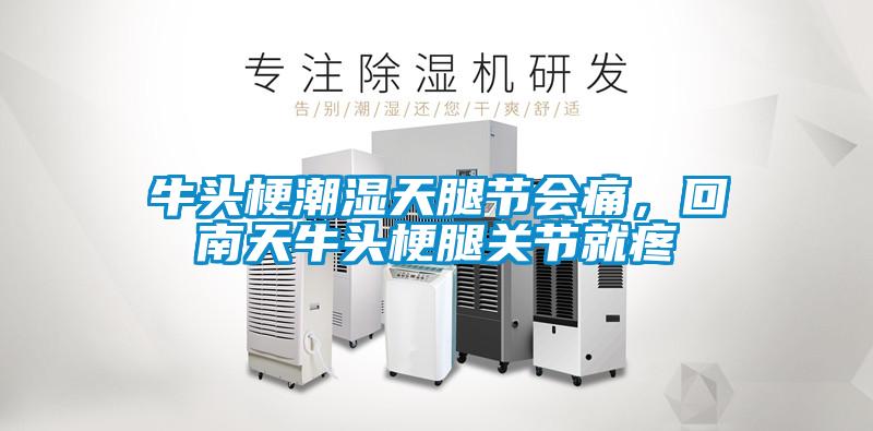 牛頭梗潮濕天腿節會痛，回南天牛頭梗腿關節就疼