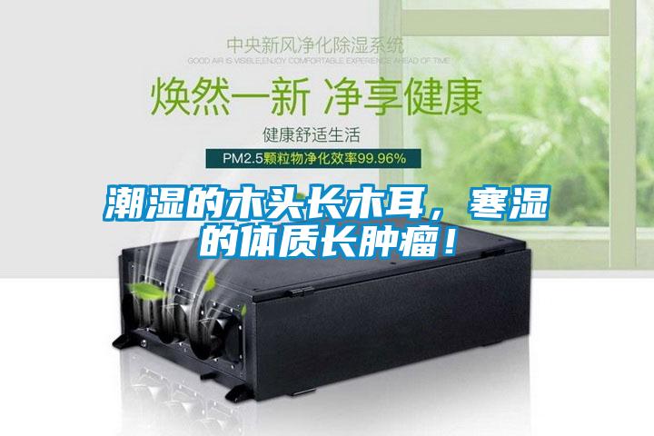 潮濕的木頭長(zhǎng)木耳，寒濕的體質(zhì)長(zhǎng)腫瘤！