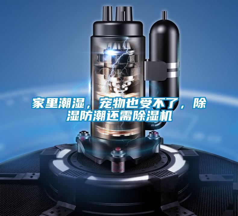 家里潮濕，寵物也受不了，除濕防潮還需除濕機(jī)
