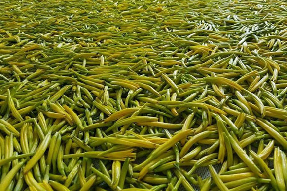 無硫金針菜烘干如何保持品相？不發(fā)黑？